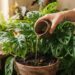 Despejar borra de café diluída na terra das plantas uma vez por mês: para que serve e quais são os seus benefícios para a folhagem?