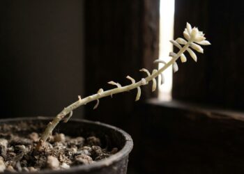 Adeus, cactos e suculentas estiolados e compridos: nova mudança para um local com mais luz direta corrige o formato da planta, segundo jardineiros