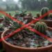 Adeus, cactos e suculentas que apodrecem na base durante o período chuvoso: nova técnica de mistura de 50% de casca de arroz carbonizada ao solo garante drenagem imediata, segundo botânicos