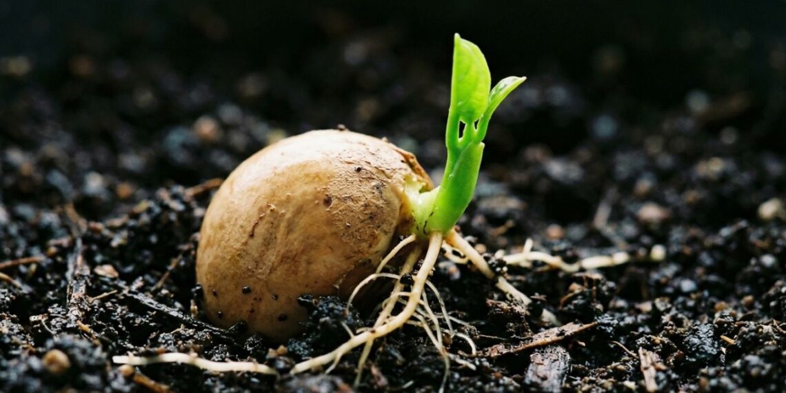 Se você tem caroço de jaca em casa, você tem um tesouro: por que e para que usá-lo para germinar uma árvore ornamental em vasos