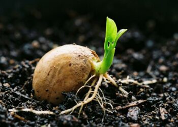 Se você tem caroço de jaca em casa, você tem um tesouro: por que e para que usá-lo para germinar uma árvore ornamental em vasos