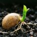Se você tem caroço de jaca em casa, você tem um tesouro: por que e para que usá-lo para germinar uma árvore ornamental em vasos