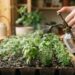 Borrife infusão fria de casca de alho nas bandejas de germinação uma vez por semana: para que serve e quais são os seus benefícios repelentes naturais?