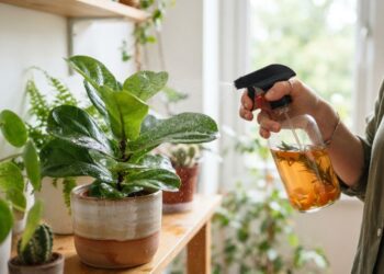Borrife infusão fria de casca de tangerina nas folhas das plantas uma vez por mês: para que serve e quais são os seus benefícios como aromatizante e repelente leve?