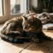 Gato rajado deitado em piso de madeira em postura de alerta imediato sob feixe de luz solar