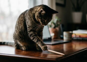 Gato doméstico sobre uma escrivaninha de madeira empurrando um lápis em direção à borda com a pata
