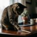 Gato doméstico sobre uma escrivaninha de madeira empurrando um lápis em direção à borda com a pata