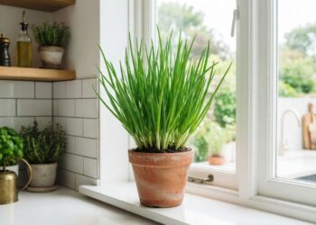 Plantar cebolinha verde por touceiras divididas ou por sementes em canteiro: veja a diferença no tempo de formação e qual é o método ideal para vasos compactos, segundo agricultores