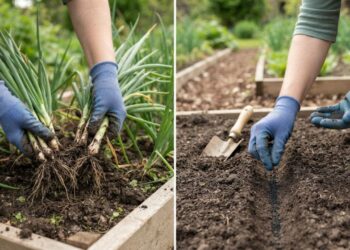 Plantar cebolinha verde por divisão de touceiras ou por sementes diretas: veja a diferença no tempo de colheita e qual é o método ideal para vasos de apartamento, segundo agricultores