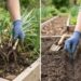 Plantar cebolinha verde por divisão de touceiras ou por sementes diretas: veja a diferença no tempo de colheita e qual é o método ideal para vasos de apartamento, segundo agricultores