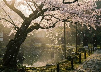 Flor de cerejeira em plena floração soltando pétalas sobre lago sereno e caminho de pedra em jardim tradicional japonês.