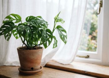 Posicionar as plantas em locais com correntes de ar ou em ambientes abafados: veja a diferença e qual é a circulação ideal para prevenir doenças nas folhas, segundo botanistas