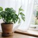 Posicionar as plantas em locais com correntes de ar ou em ambientes abafados: veja a diferença e qual é a circulação ideal para prevenir doenças nas folhas, segundo botanistas