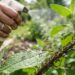 Nem defensivo químico pesado, nem calda tóxica: a melhor maneira de afastar formigas dos vasos usando borrifação de extrato aquoso de cravo-da-índia, segundo horticultores