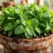 Como cultivar hortelã em vasos separados para evitar que ela invada e mate as outras plantas do jardim, segundo ervanários