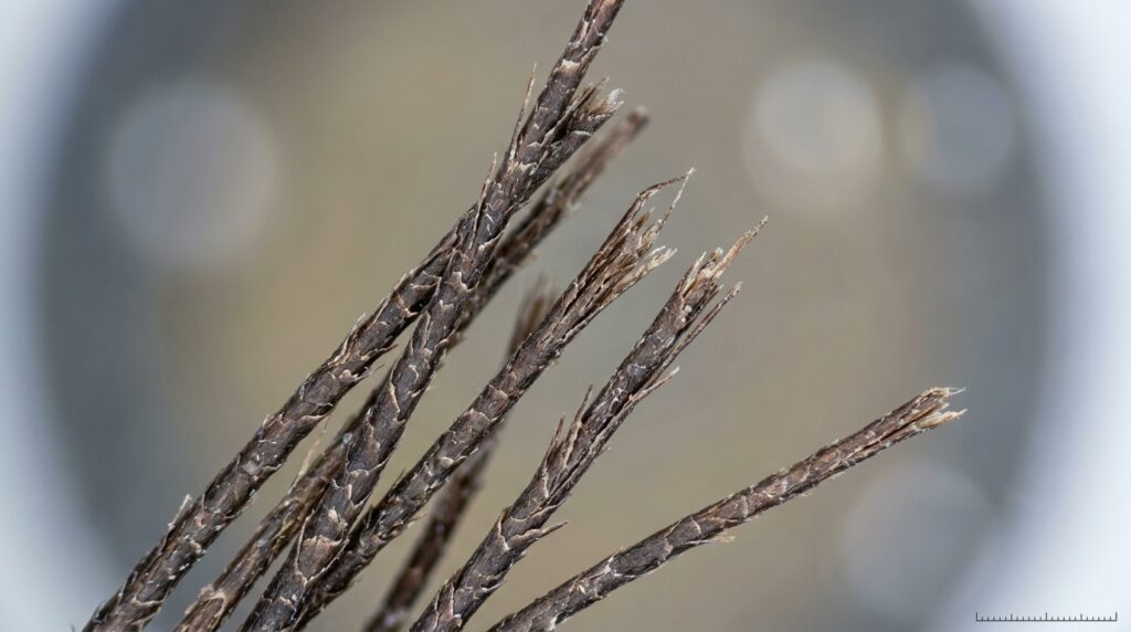 Fotografia macro mostrando em riqueza de detalhes a cutícula áspera, opaca e as pontas duplas de fios de cabelo danificados.