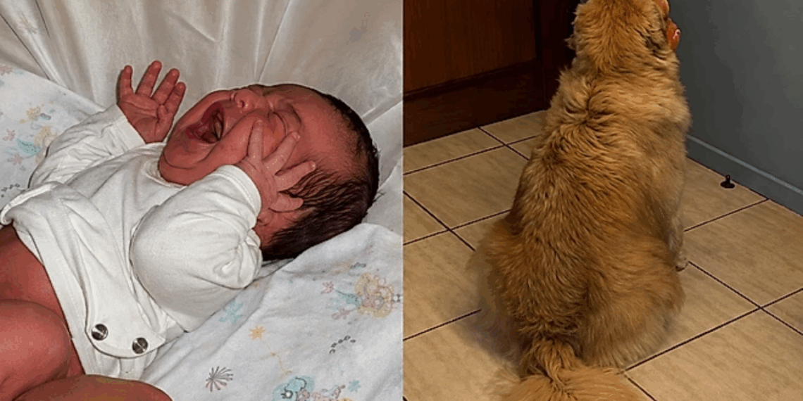 "Eu não pedi por isso": Golden esperou a bebê por toda a gestação, mas a primeira semana como irmã mais velha a faz repensar tudo