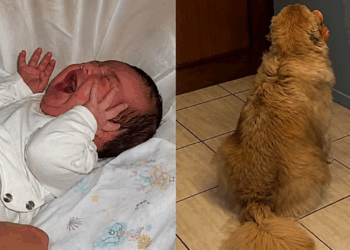 "Eu não pedi por isso": Golden esperou a bebê por toda a gestação, mas a primeira semana como irmã mais velha a faz repensar tudo