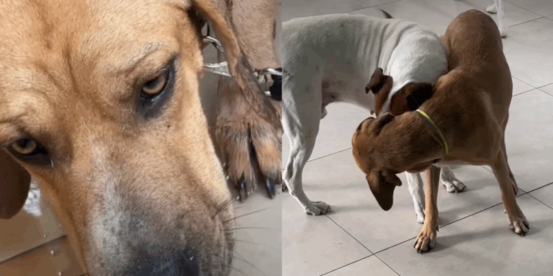 “Só queriam ele para guarda”: Cão chamado ‘Coragem’ é devolvido 4 vezes por ser medroso e comove a weba