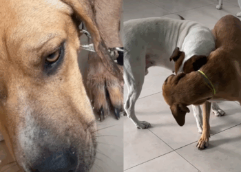 “Só queriam ele para guarda”: Cão chamado ‘Coragem’ é devolvido 4 vezes por ser medroso e comove a weba