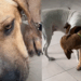 “Só queriam ele para guarda”: Cão chamado ‘Coragem’ é devolvido 4 vezes por ser medroso e comove a weba