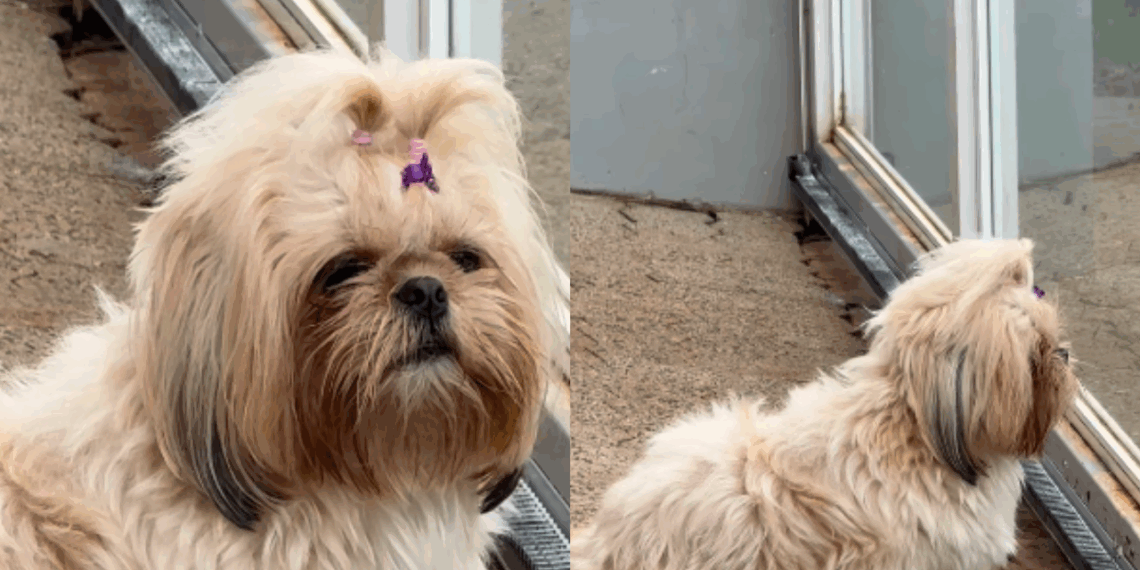 Shih-tzu passava os dias olhando o portão, até família perceber o que estava faltando: "Ela esperava uma companhia"