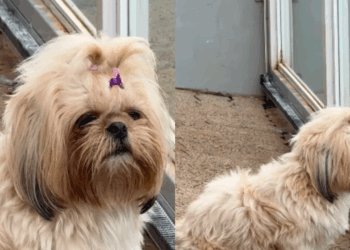 Shih-tzu passava os dias olhando o portão, até família perceber o que estava faltando: "Ela esperava uma companhia"