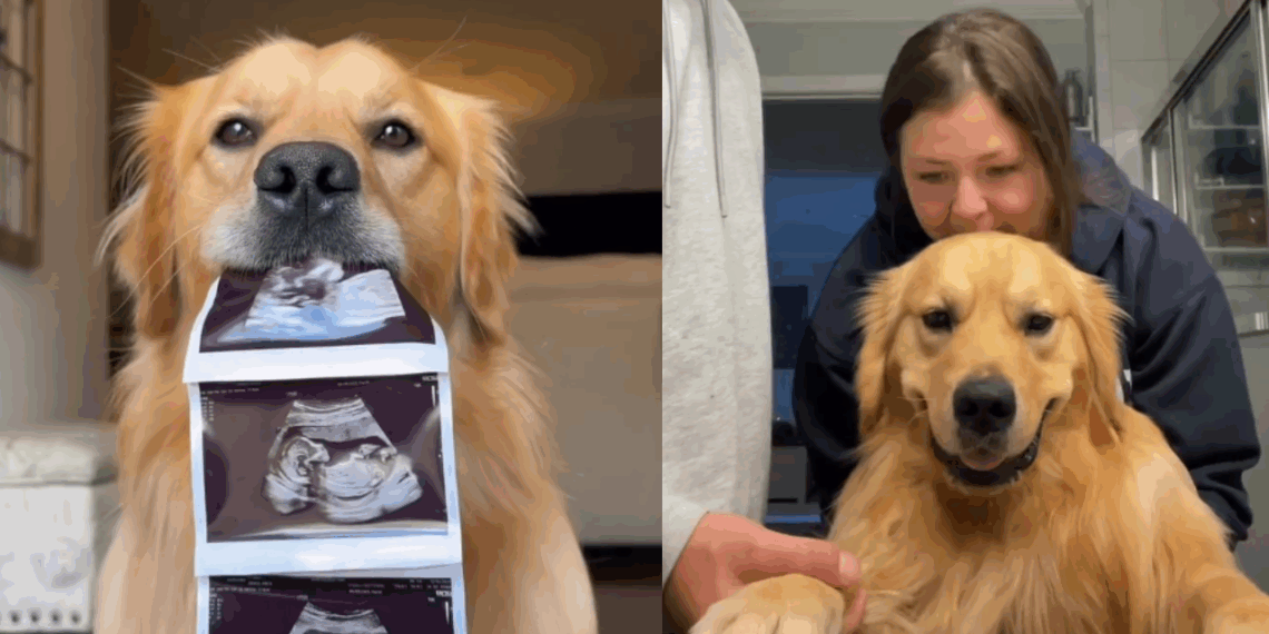 A linda história do Golden Retriever promessa que conquistou a internet ao finalmente dormir com o irmão