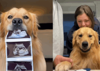 A linda história do Golden Retriever promessa que conquistou a internet ao finalmente dormir com o irmão