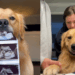 A linda história do Golden Retriever promessa que conquistou a internet ao finalmente dormir com o irmão