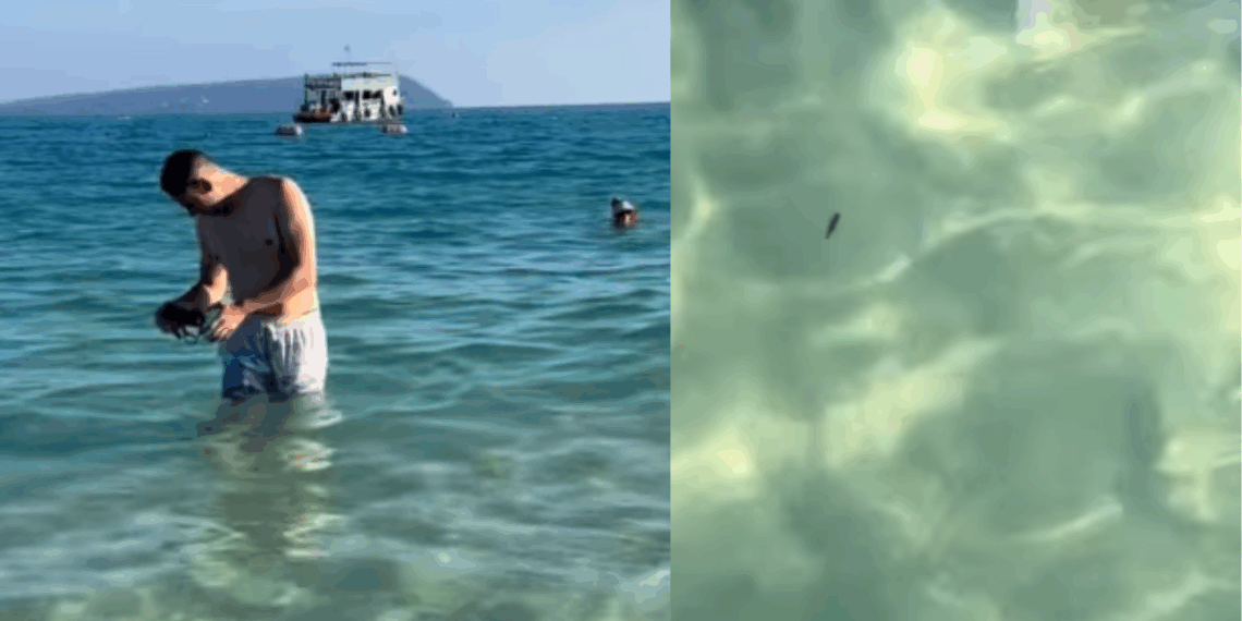 Casal descobre o que é pequeno ponto preto nadando ao lado dos dois e brinca: "Adotados pelo mar"