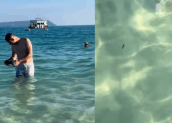Casal descobre o que é pequeno ponto preto nadando ao lado dos dois e brinca: "Adotados pelo mar"