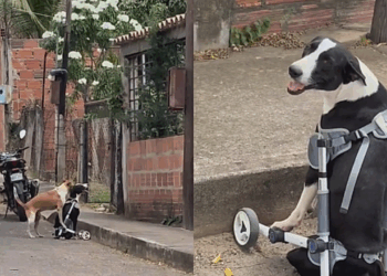 Cão caramelo tenta socorrer amiga cadeirante em apuros e gesto de lealdade comove abrigo