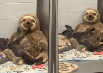 Sozinha na UTI, cachorrinha adota preguiça de pelúcia como abraço e vídeo viral muda sua vida para sempre