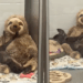 Sozinha na UTI, cachorrinha adota preguiça de pelúcia como abraço e vídeo viral muda sua vida para sempre