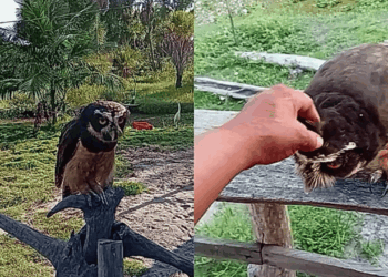 Homem salva filhote de coruja em incêndio e ave livre escolhe visitá-lo todos os dias ao entardecer
