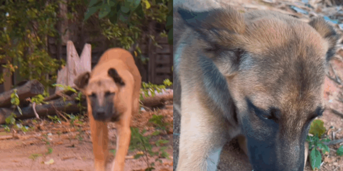 "Ele apostou a própria sorte": Cão de rua acompanha atletas por 28 km e tem o destino transformado