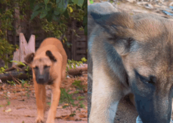 "Ele apostou a própria sorte": Cão de rua acompanha atletas por 28 km e tem o destino transformado