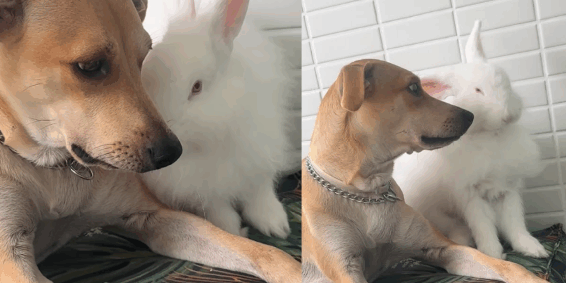 “Ela é maravilhosa demais”: Vira-lata caramelo vira sensação na web ao adotar cada bicho resgatado que chega em casa