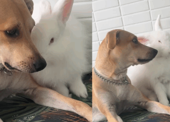 “Ela é maravilhosa demais”: Vira-lata caramelo vira sensação na web ao adotar cada bicho resgatado que chega em casa