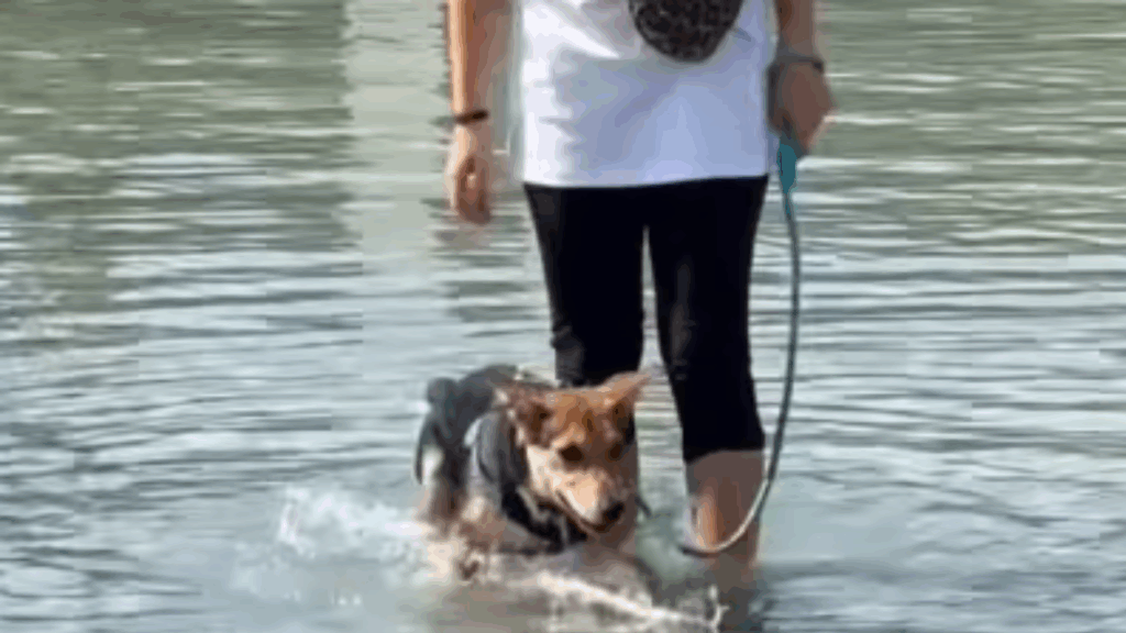 “Falaram que ele pulou e arranhou uma criança”: A revolta de protetora após cão doce e brincalhão ser devolvido por motivo fútil