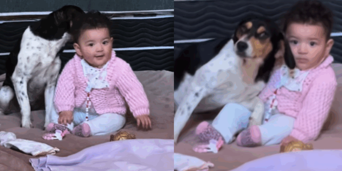 “Ela ama animais”: Família se distrai por um minuto e encontra bebê cercada por cachorra desconhecida em chalé