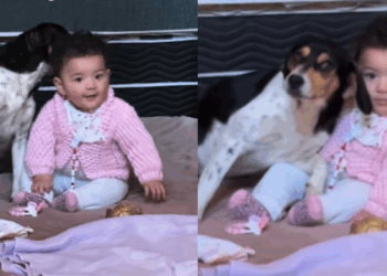 “Ela ama animais”: Família se distrai por um minuto e encontra bebê cercada por cachorra desconhecida em chalé