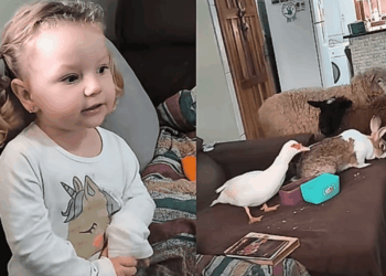 Menina de 3 anos reúne animais da fazenda na sala para brincar de escolinha e acomoda pato, galinha, coelho e ovelhas no sofá como seus alunos