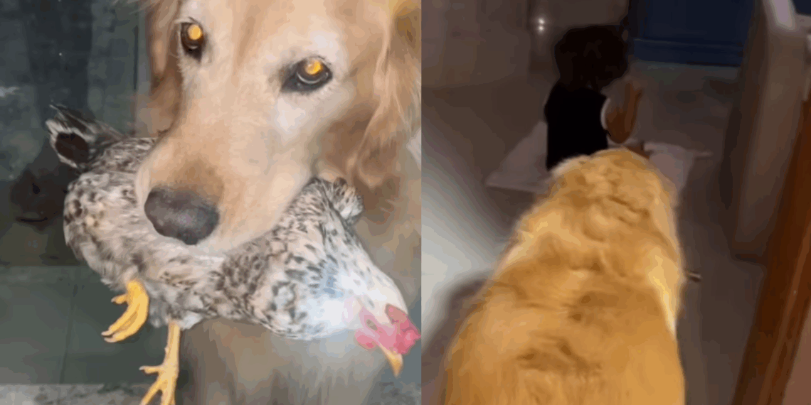 Jaja e Jojo: Golden retriever segura galinha com leveza na boca e a transporta por toda a casa