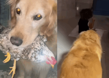 Jaja e Jojo: Golden retriever segura galinha com leveza na boca e a transporta por toda a casa