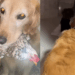 Jaja e Jojo: Golden retriever segura galinha com leveza na boca e a transporta por toda a casa