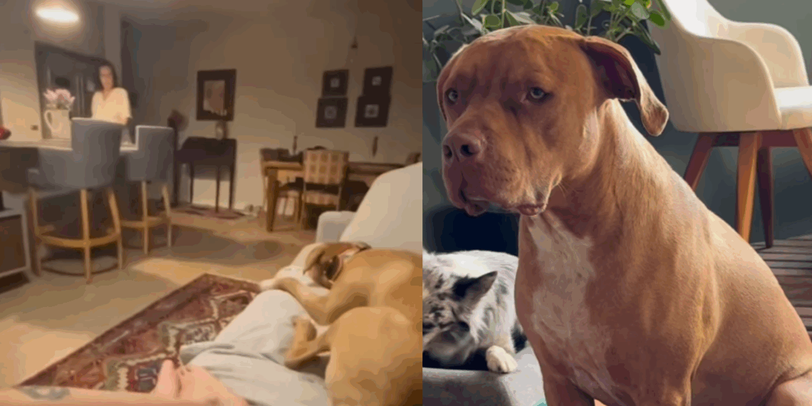 “Ele tem distorção de imagem”: cachorro de 40 kg acha que é filhote e diverte a web em Curitiba