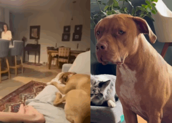 “Ele tem distorção de imagem”: cachorro de 40 kg acha que é filhote e diverte a web em Curitiba