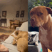 “Ele tem distorção de imagem”: cachorro de 40 kg acha que é filhote e diverte a web em Curitiba